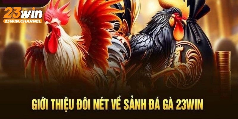Đá gà 23WIN - Nền tảng giải trí ăn khách