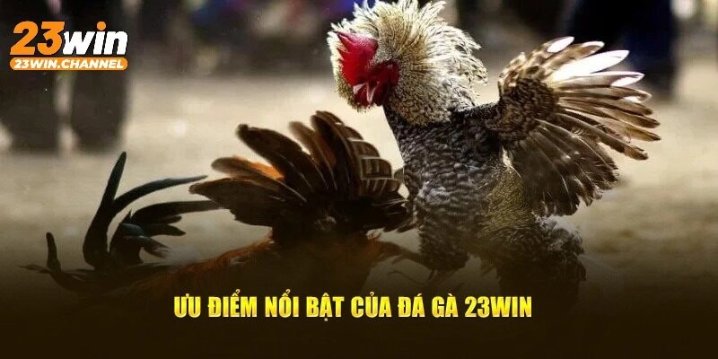 Một số ưu điểm của sảnh chơi đá gà nổi tiếng